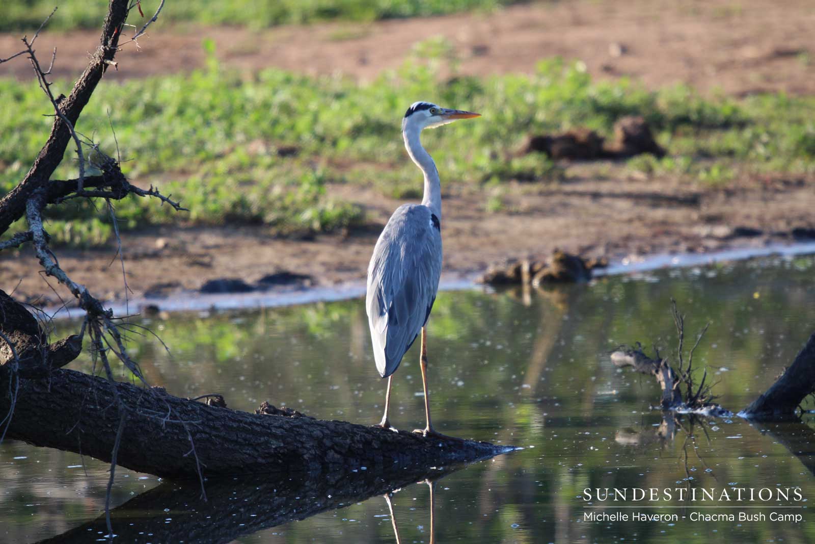 Chacma Bush Camp Grey Heron Chacma Bush Camp Grey Heron