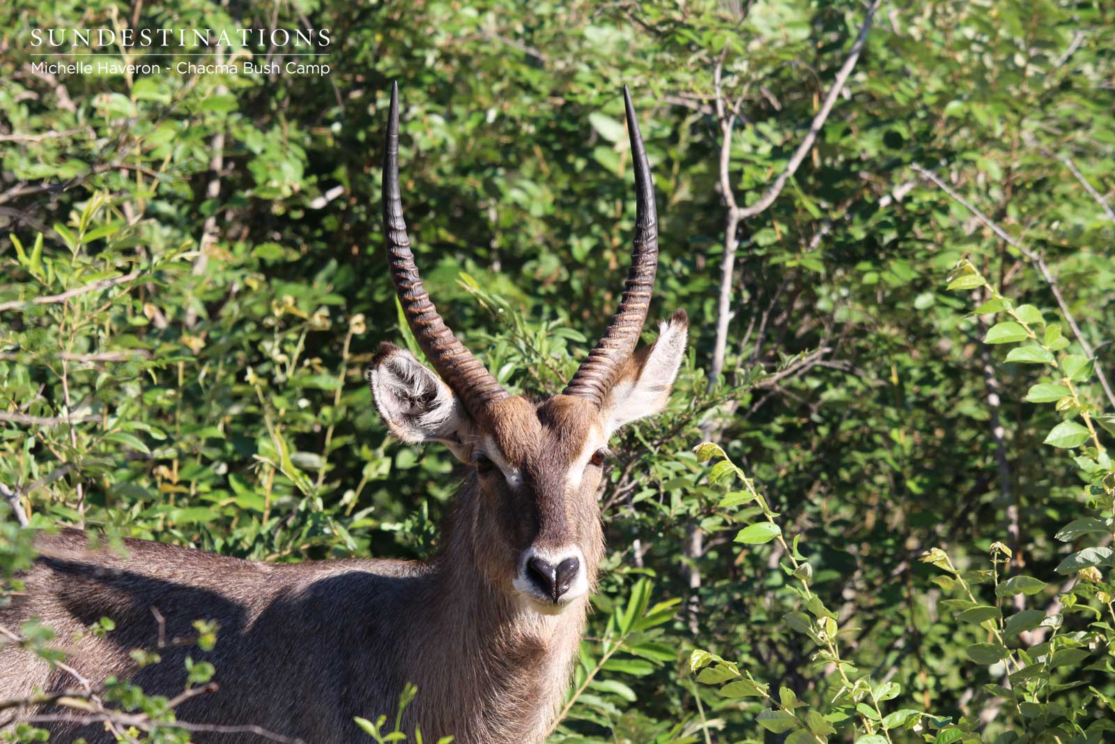 Chacma Bush Camp Waterbuck Chacma Bush Camp Waterbuck