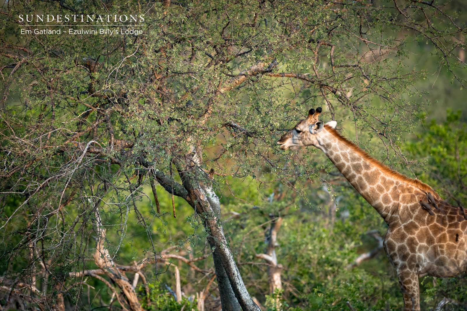 Ezulwini Giraffe Ezulwini Giraffe