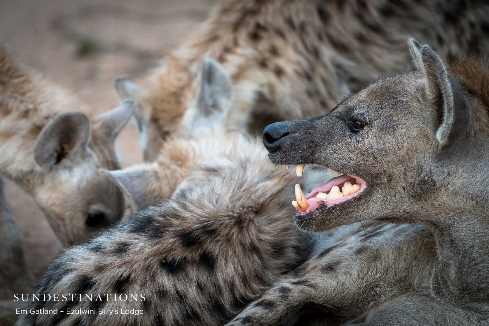 Ezulwini Hyena Ezulwini Hyena
