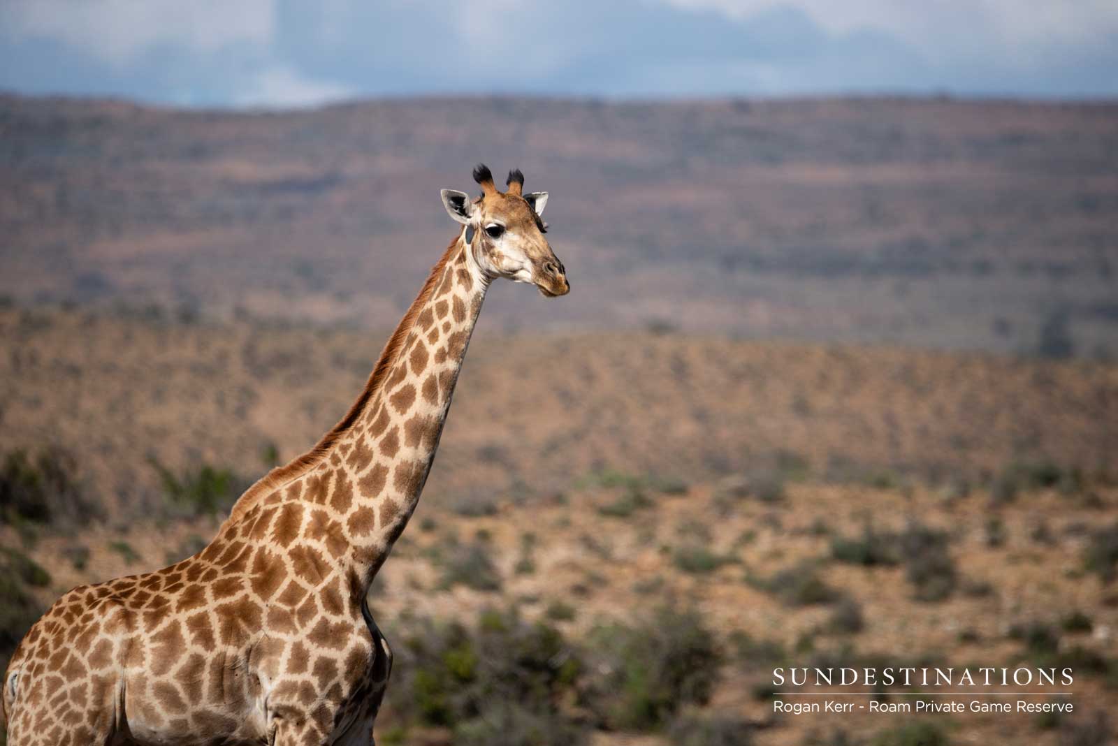 Giraffe in the Great Karoo Giraffe in the Great Karoo