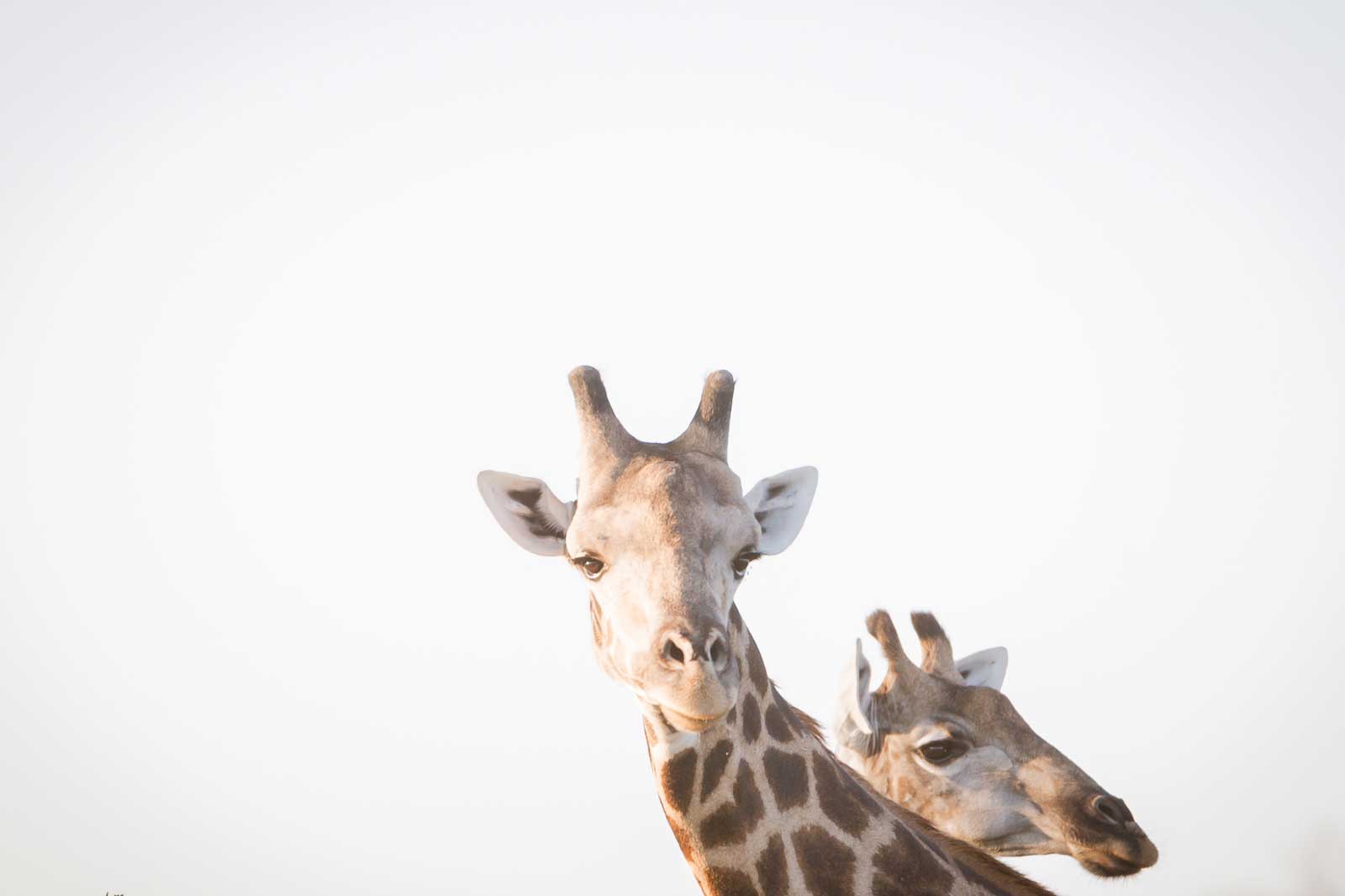 Giraffe at RAW Botswana, Motswiri Camp Giraffe at RAW Botswana, Motswiri Camp