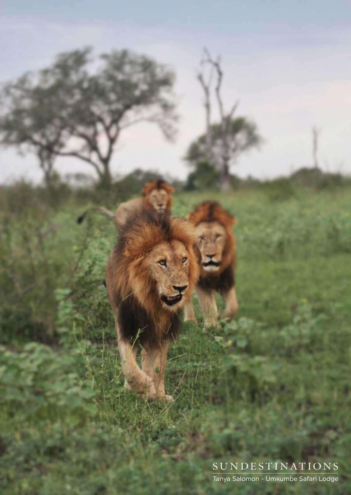 Umkumbe Birmingham Male Lions Umkumbe Birmingham Male Lions