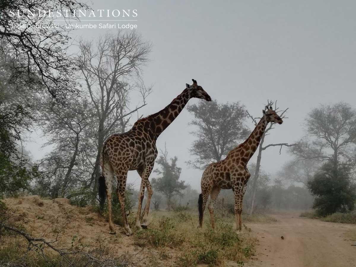 Umkumbe Giraffe Umkumbe Giraffe