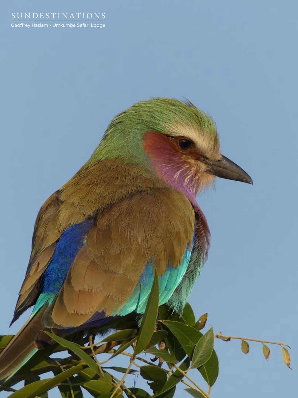 Lilac-breasted Roller Umkumbe Lilac-breasted Roller Umkumbe