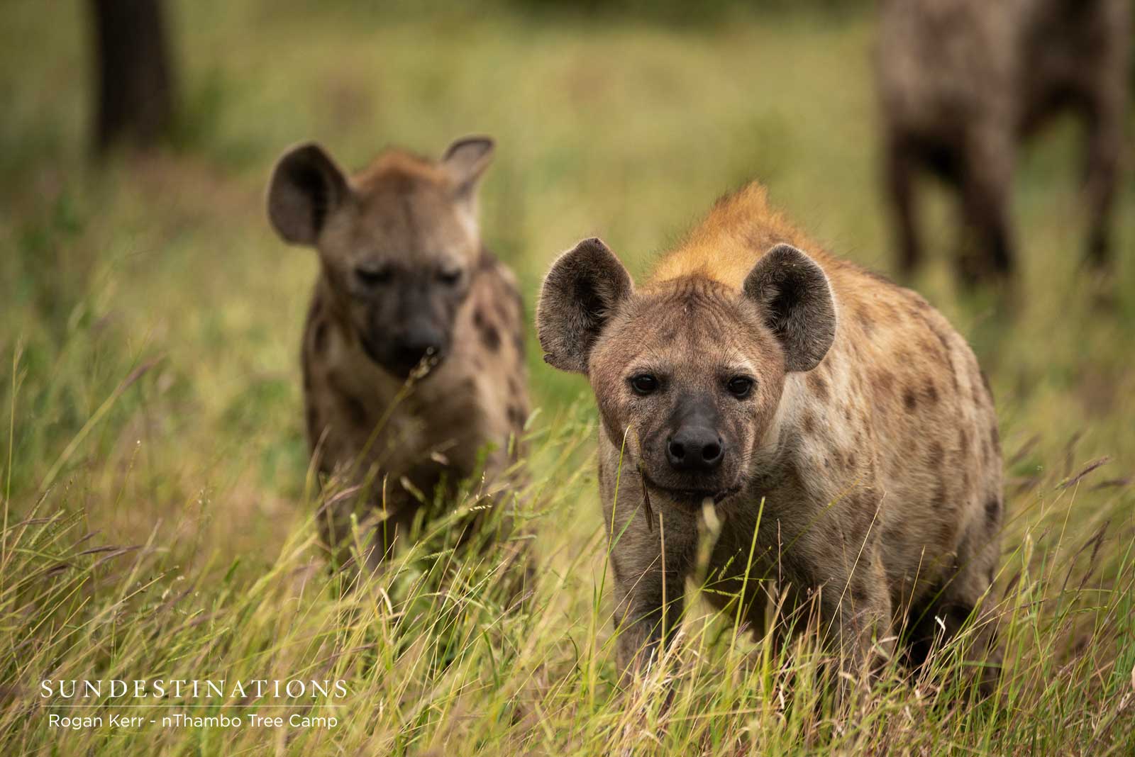 Hyena at nThambo Tree Camp Hyena at nThambo Tree Camp