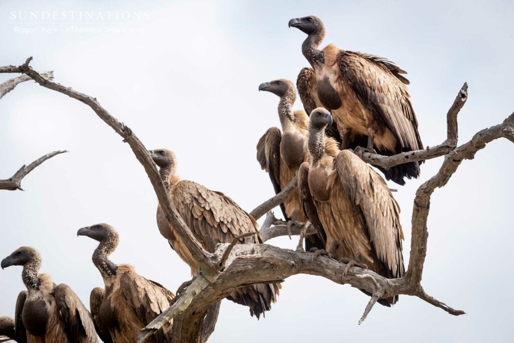 White-backed Vultures Klaserie