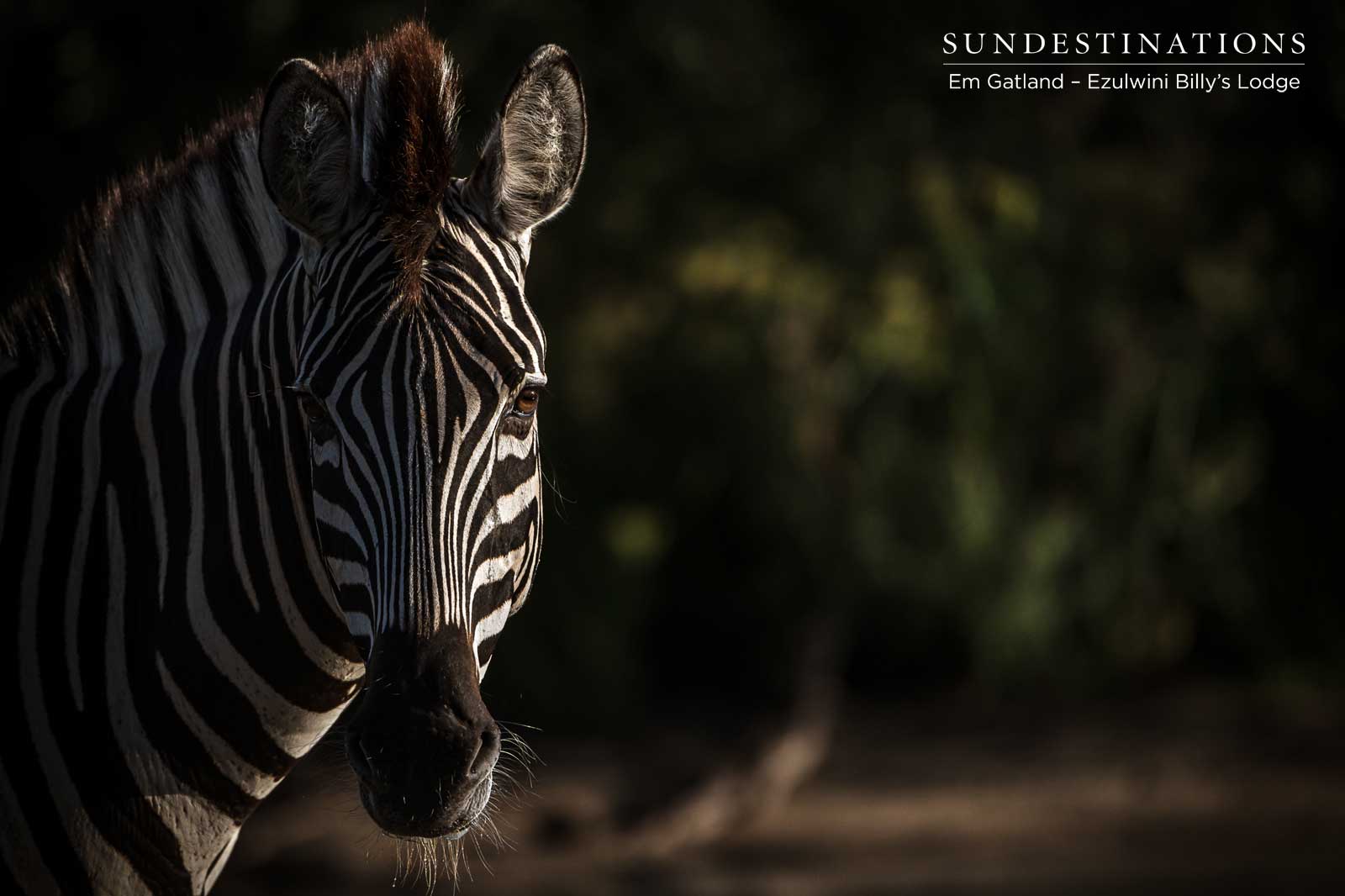 Ezulwini Zebra Ezulwini Zebra