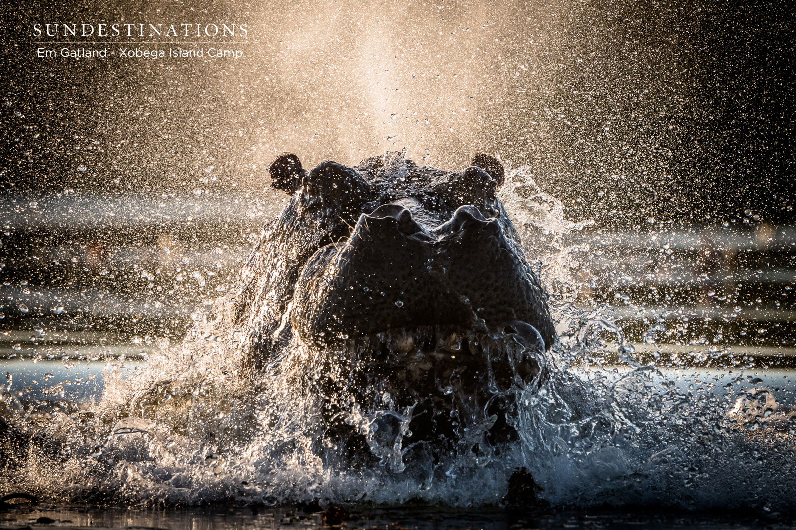 Xobega Hippos Okavango Delta Xobega Hippos Okavango Delta
