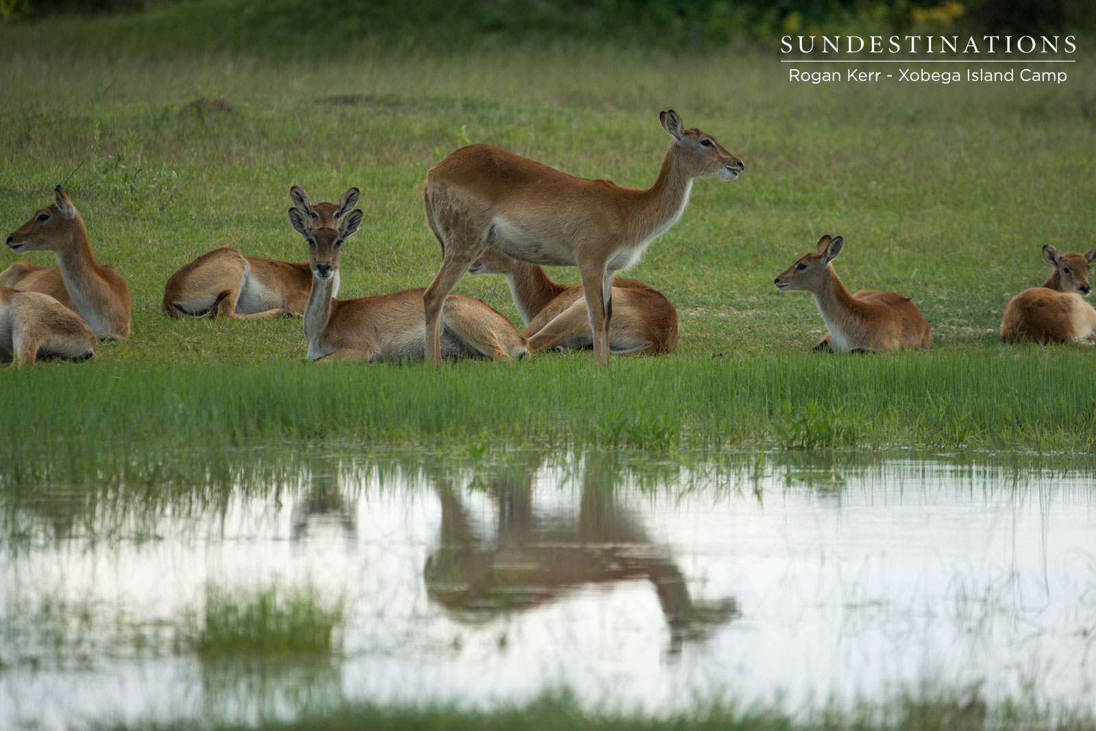 Xobega Lechwe Xobega Lechwe