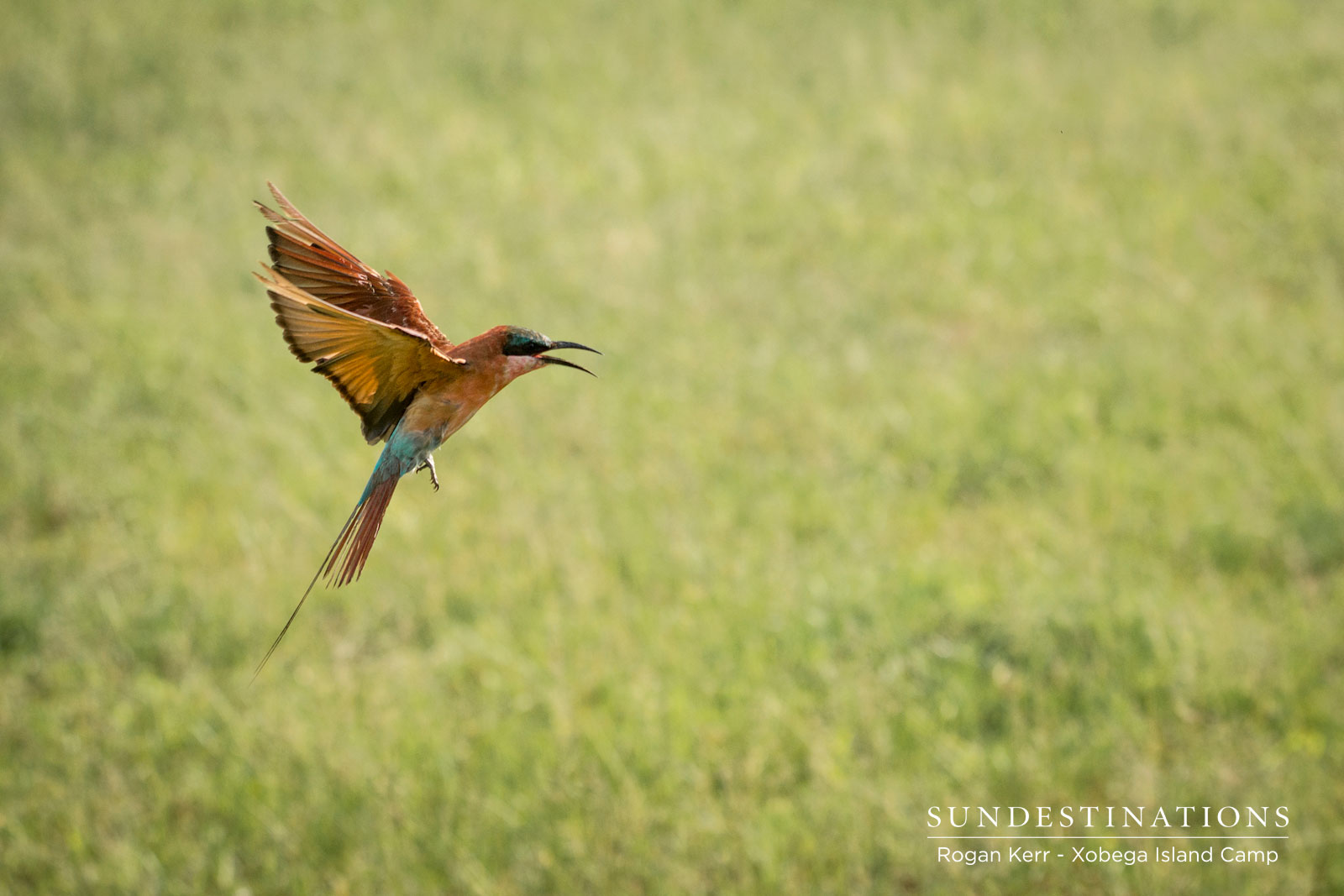 Xoebga Birding - Carmine bee-eater Xoebga Birding - Carmine bee-eater