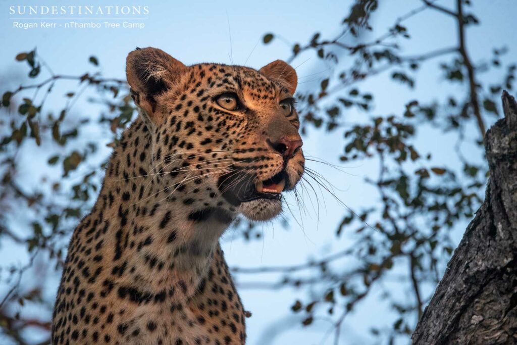 Leopards in Klaserie
