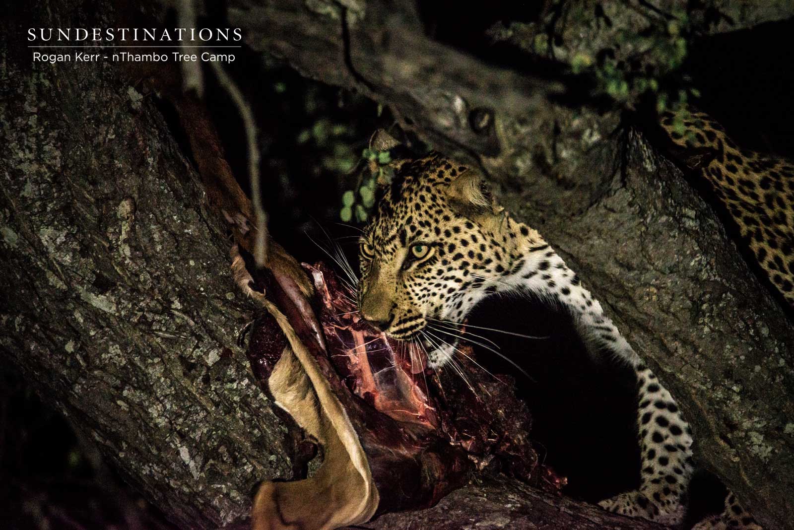 Leopards in Klaserie Private Nature Reserve Leopards in Klaserie Private Nature Reserve