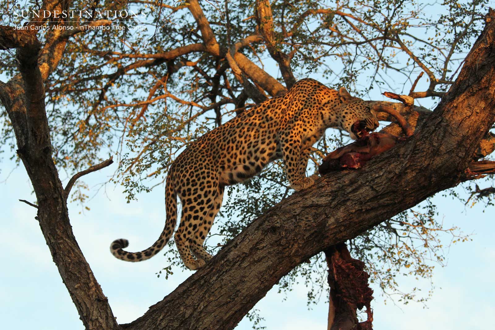 Leopard with Kill in Klaserie Leopard with Kill in Klaserie