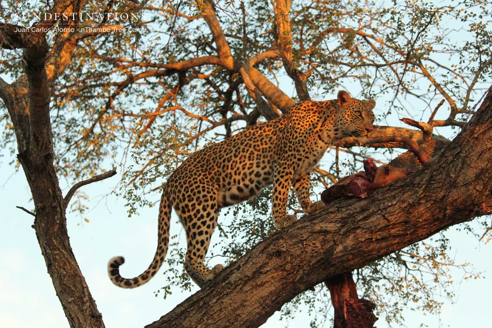 Klaserie Leopards with Impala Klaserie Leopards with Impala
