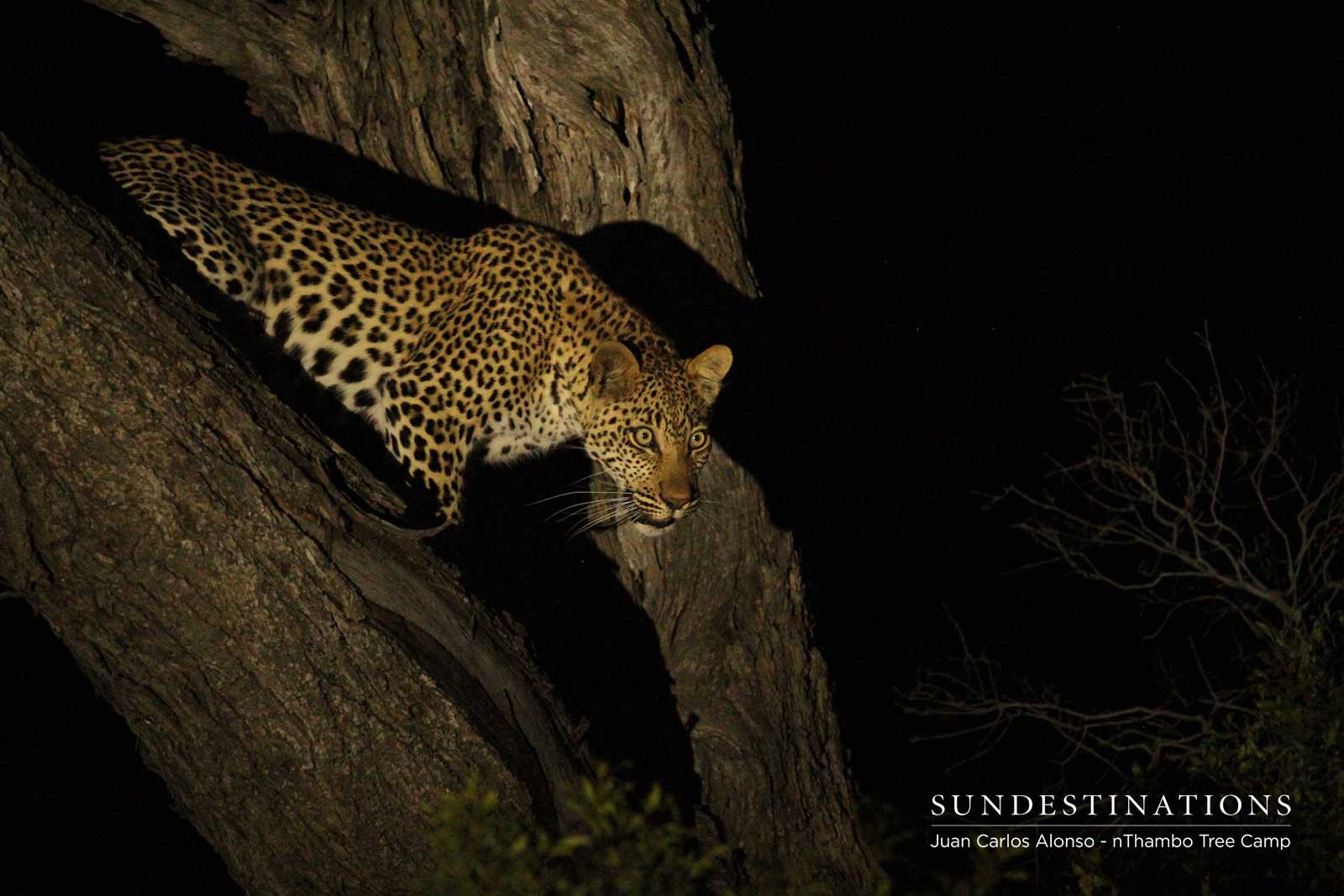 Rhulani, Nyeleti and Ross Dam Share Kill Rhulani, Nyeleti and Ross Dam Share Kill