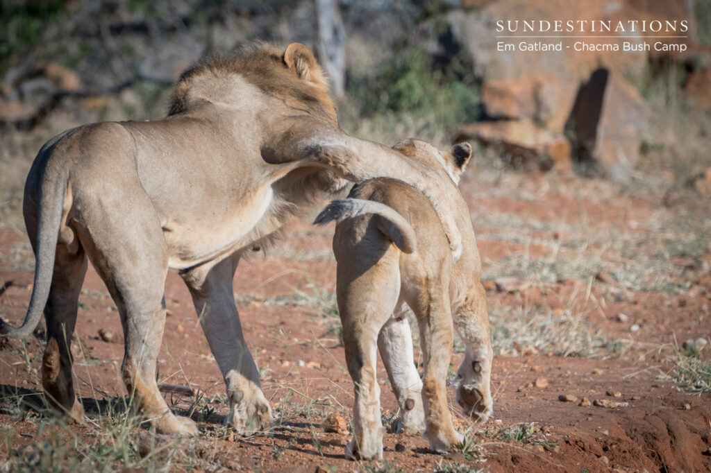 Chacma Lions About to Mate