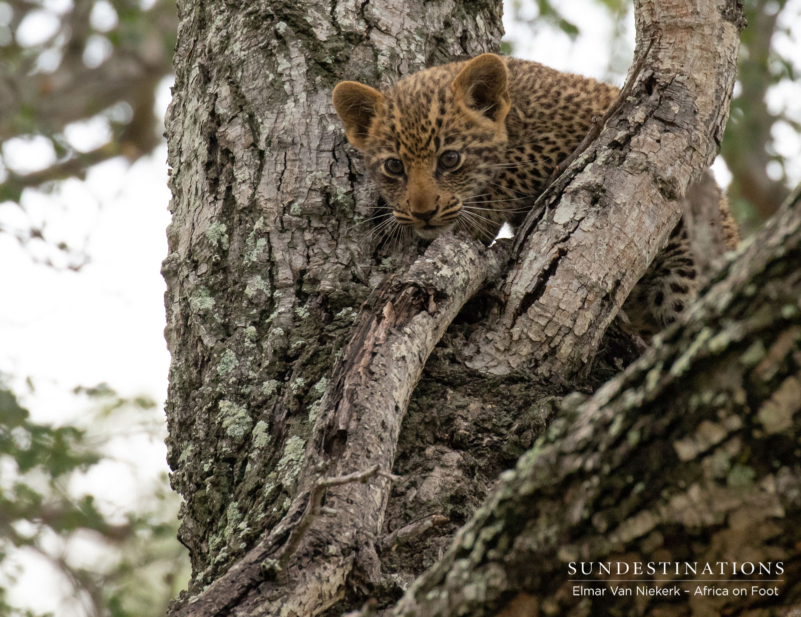 Leopard Cubs Africa on Foot Leopard Cubs Africa on Foot