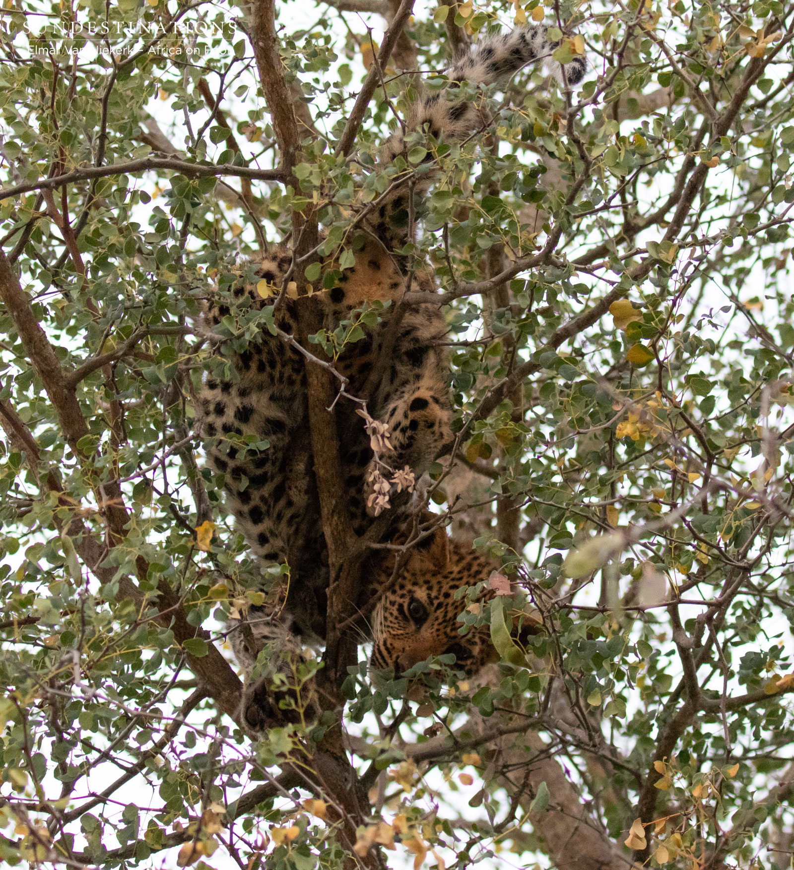 Klaserie Leopards Klaserie Leopards