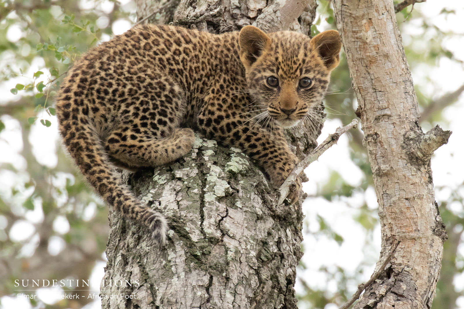 Front View of Leopard Cub Front View of Leopard Cub