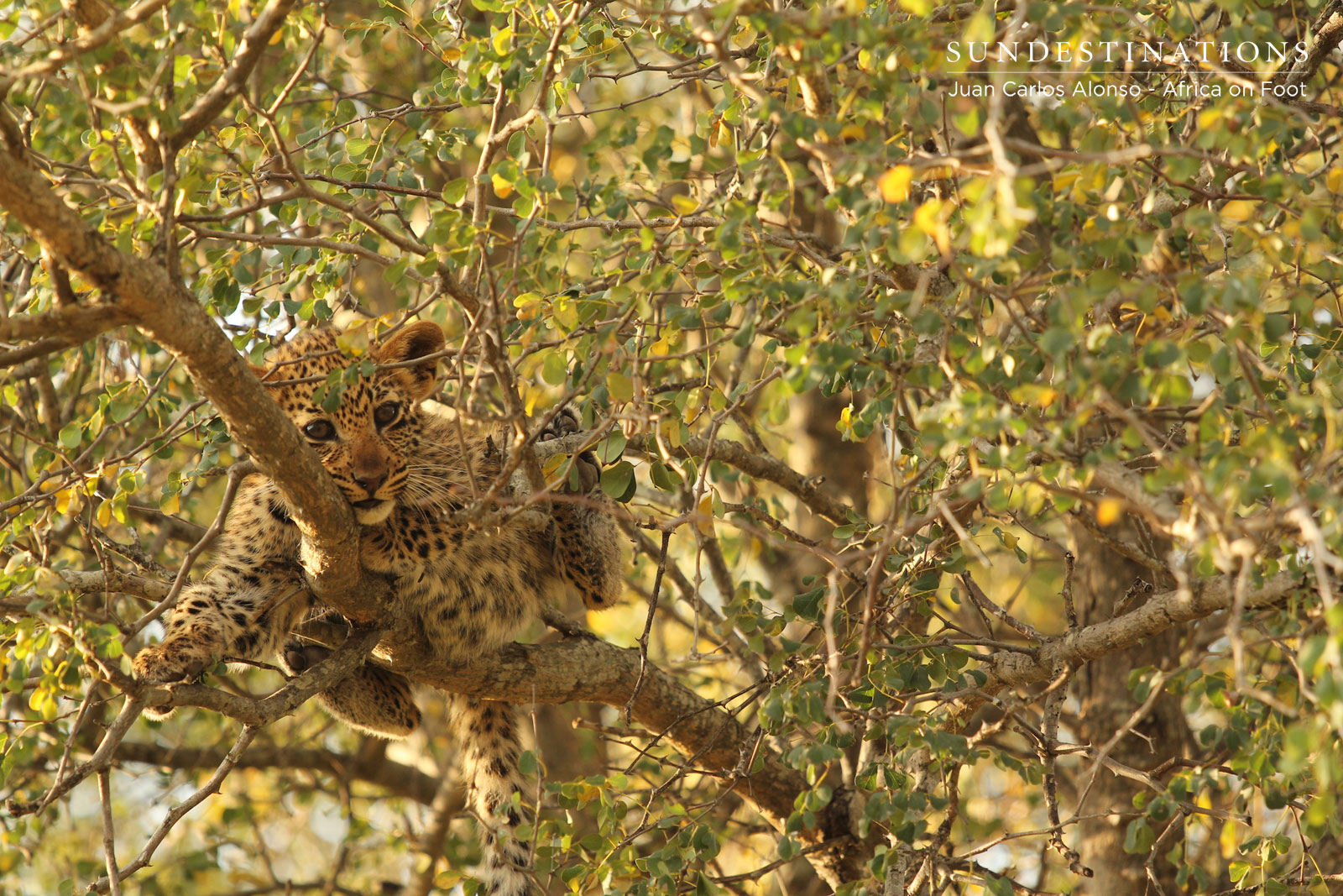 Ross Dam's Leopard Cub Ross Dam's Leopard Cub