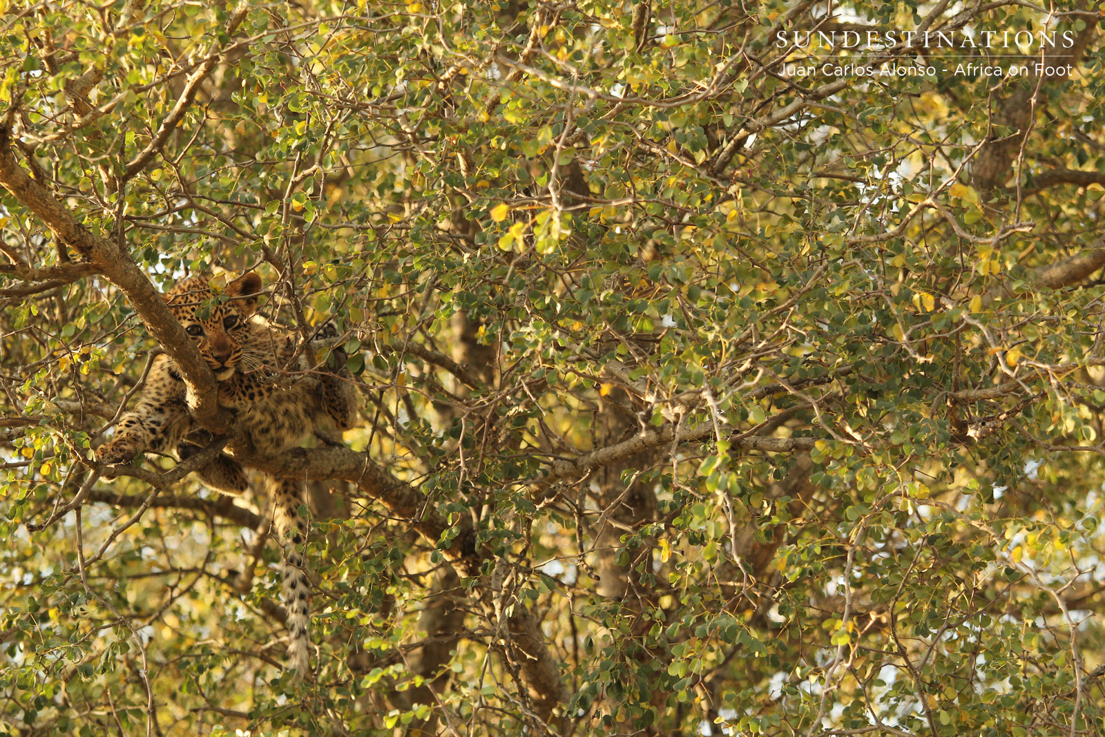 Young Cub in Klaserie Young Cub in Klaserie