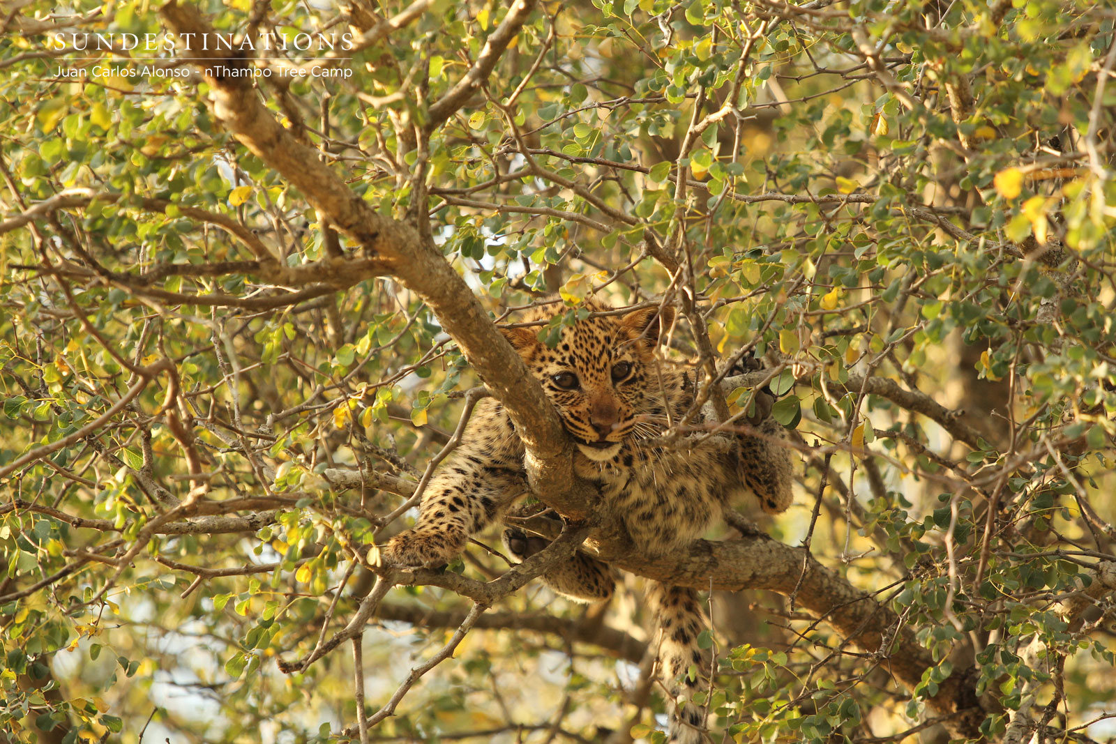 Leopard Cubs in Klaserie Leopard Cubs in Klaserie