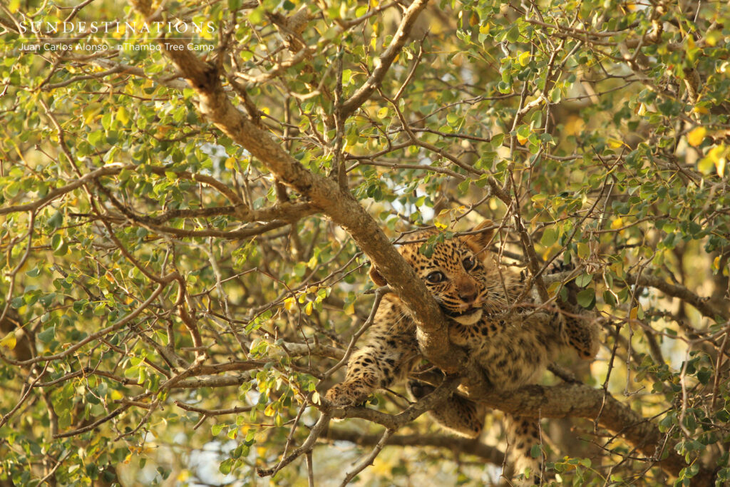 Africa on Foot Leopard Cubs