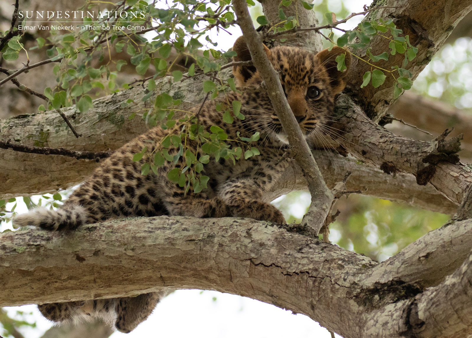 nThambo Leopard Cub nThambo Leopard Cub