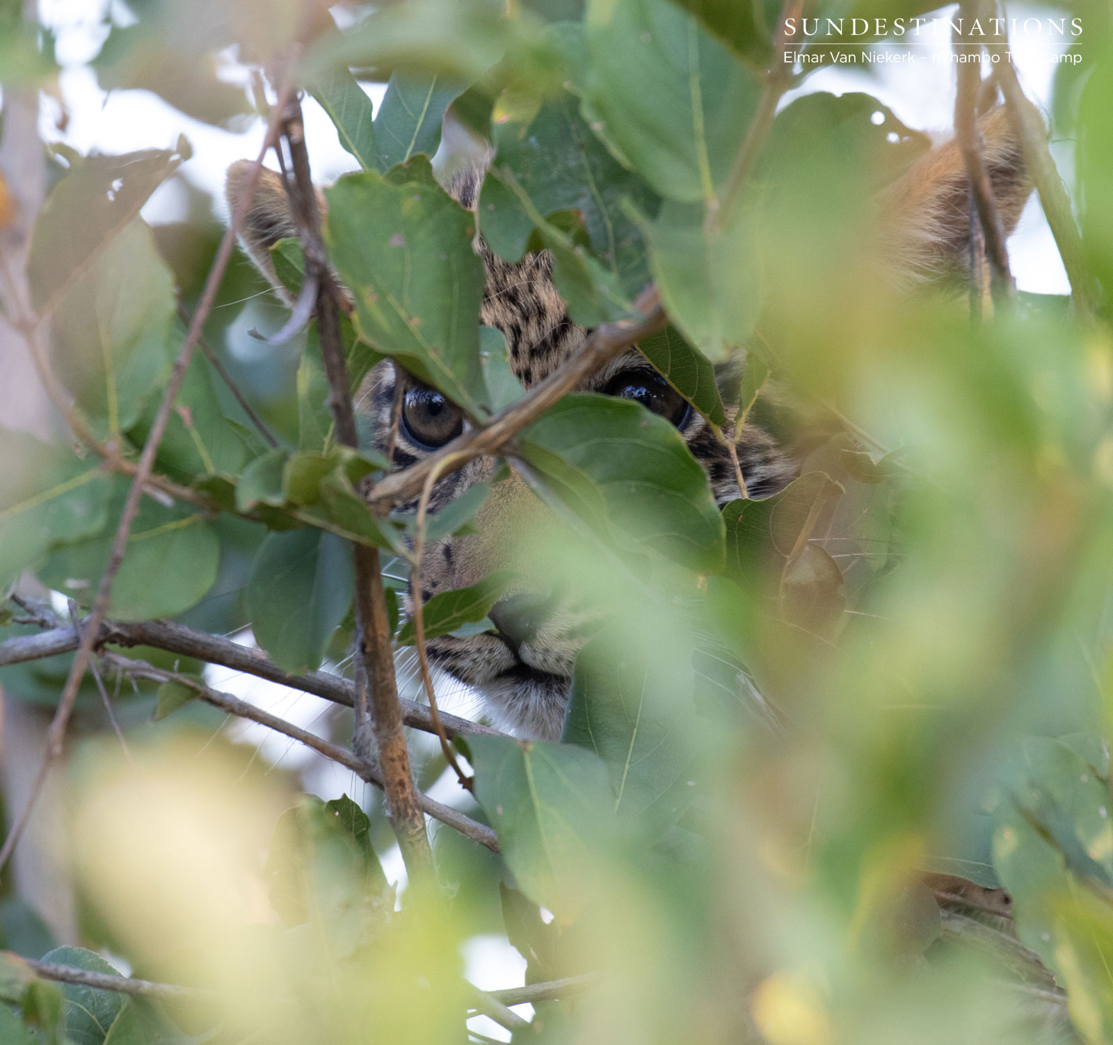 Leopard Cubs Hiding in Tree Leopard Cubs Hiding in Tree
