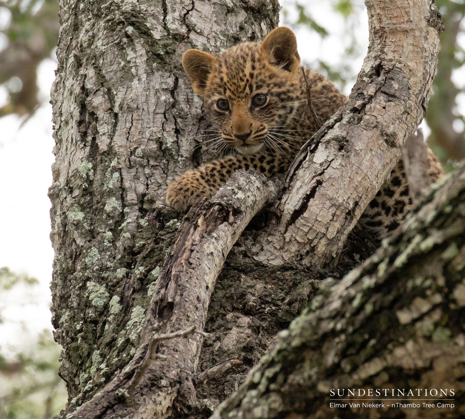 Leopard Cub in Fork of Tree Leopard Cub in Fork of Tree