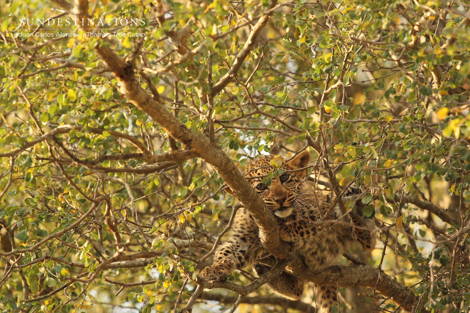 Ross Dam's Leopard Cub in Tree Ross Dam's Leopard Cub in Tree
