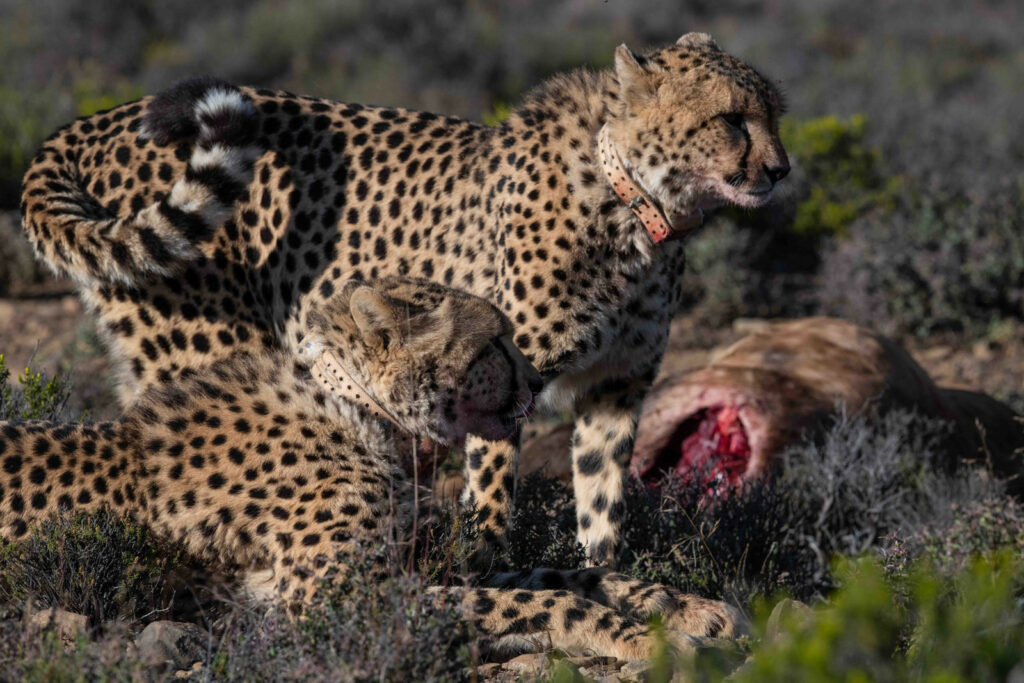 Roam Cheetah Kill