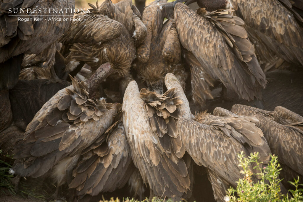 Africa on Foot White-backed Vultures