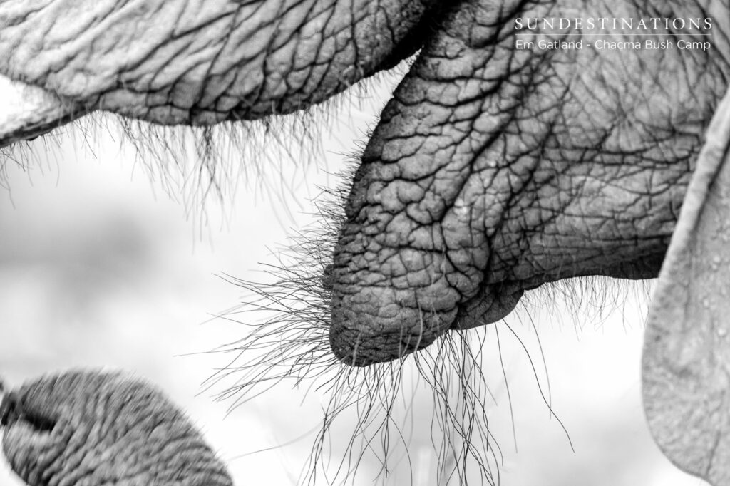 Elephants at Chacma Bush Camp