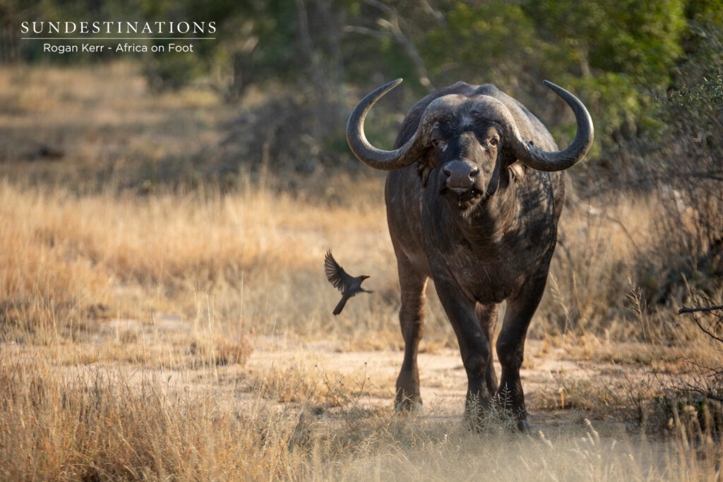 Buffalo Cow in Klaserie