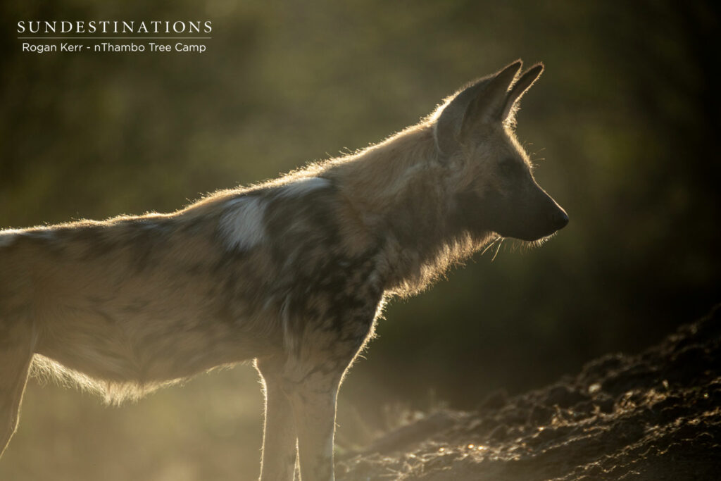 Wild Dogs at nThambo Tree Camp
