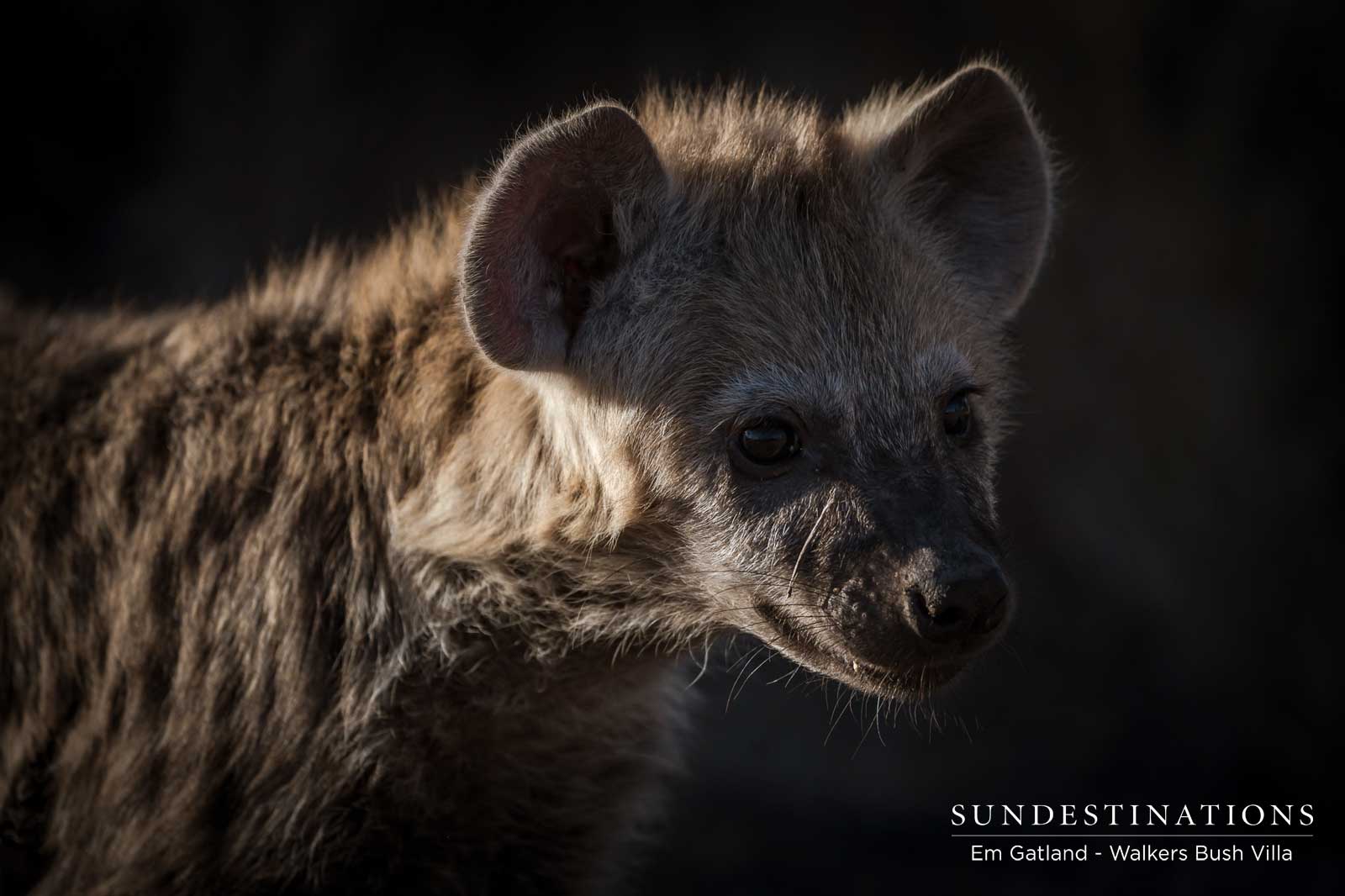 Hyena Walkers Bush Villa Hyena Walkers Bush Villa