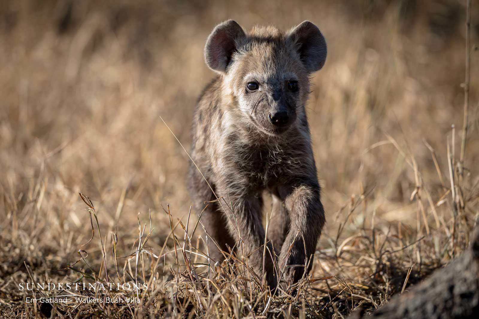 Young Hyena Spotted While on Drive Young Hyena Spotted While on Drive