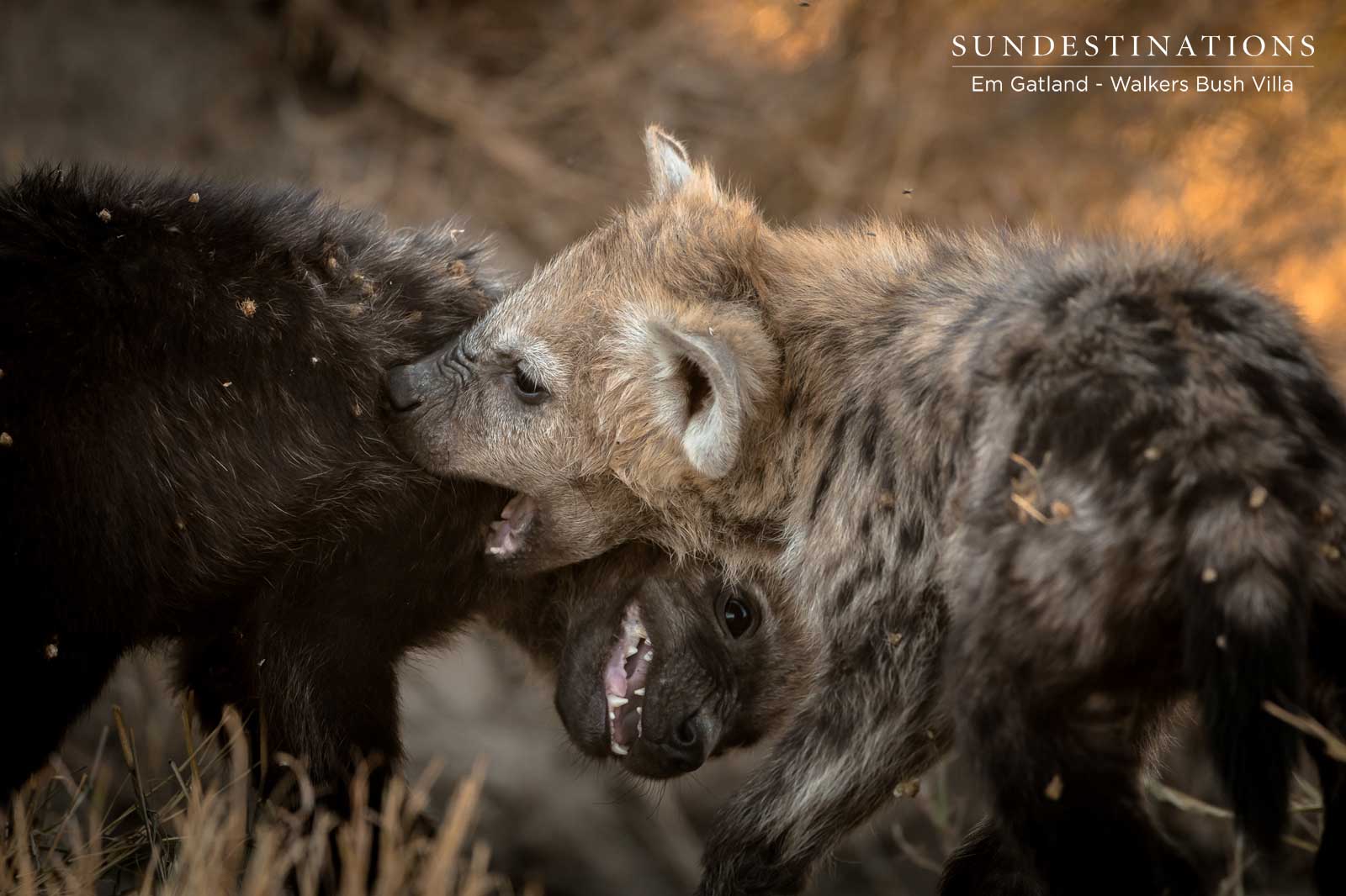 Hyena Walkers Bush Villa Hyena Walkers Bush Villa