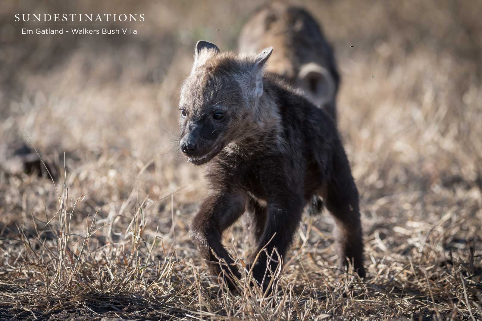 Hyena Cub Close to Den Hyena Cub Close to Den