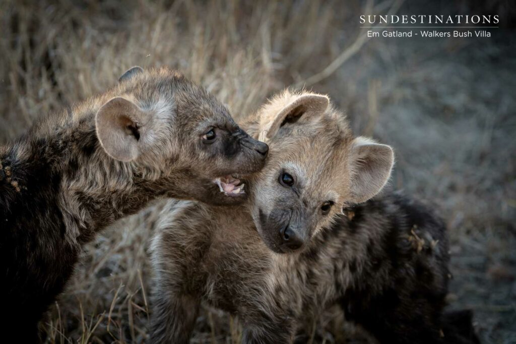 Hyena Cubs in the Timbavati
