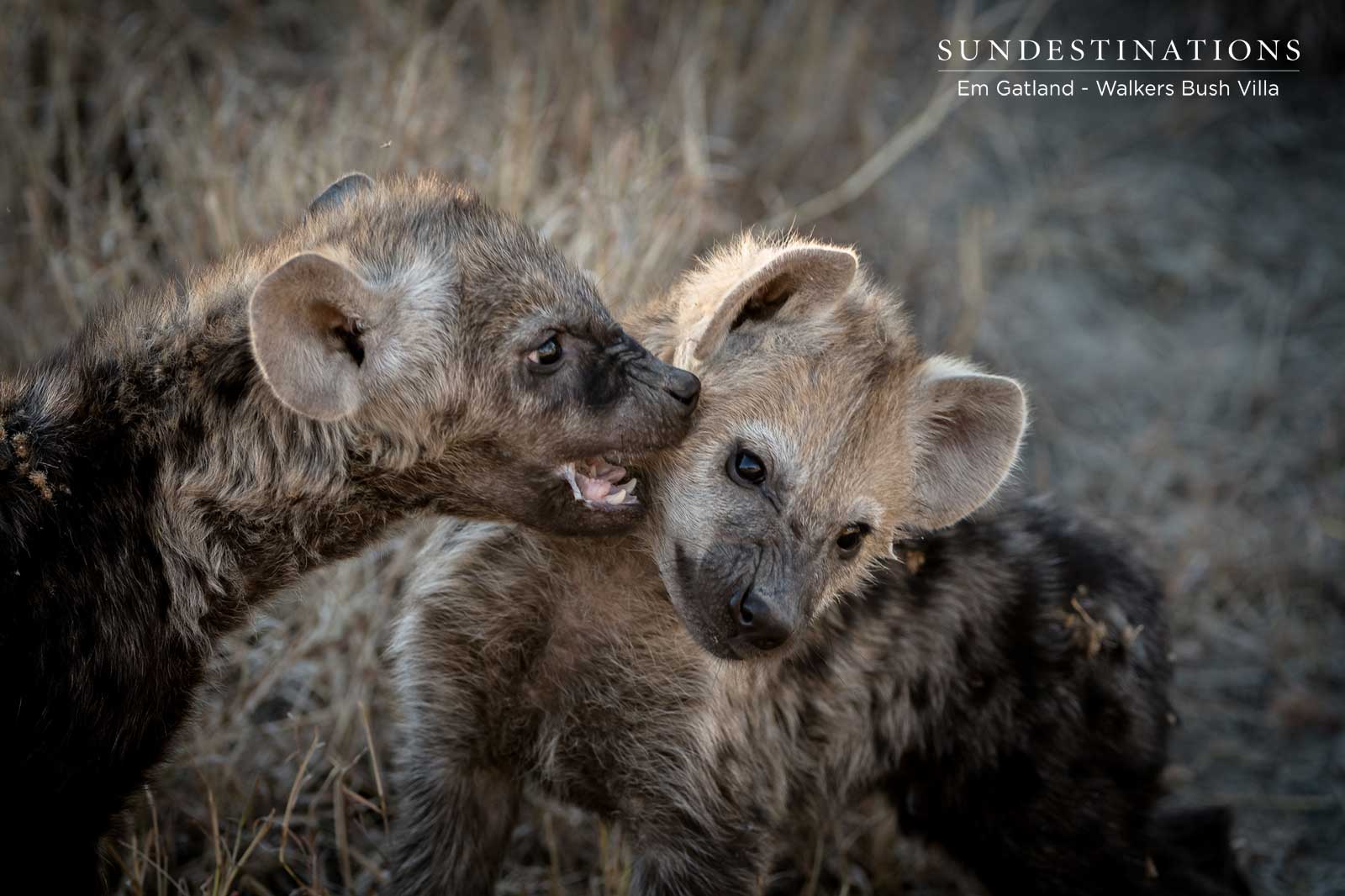 Hyena Cubs in the Timbavati Hyena Cubs in the Timbavati
