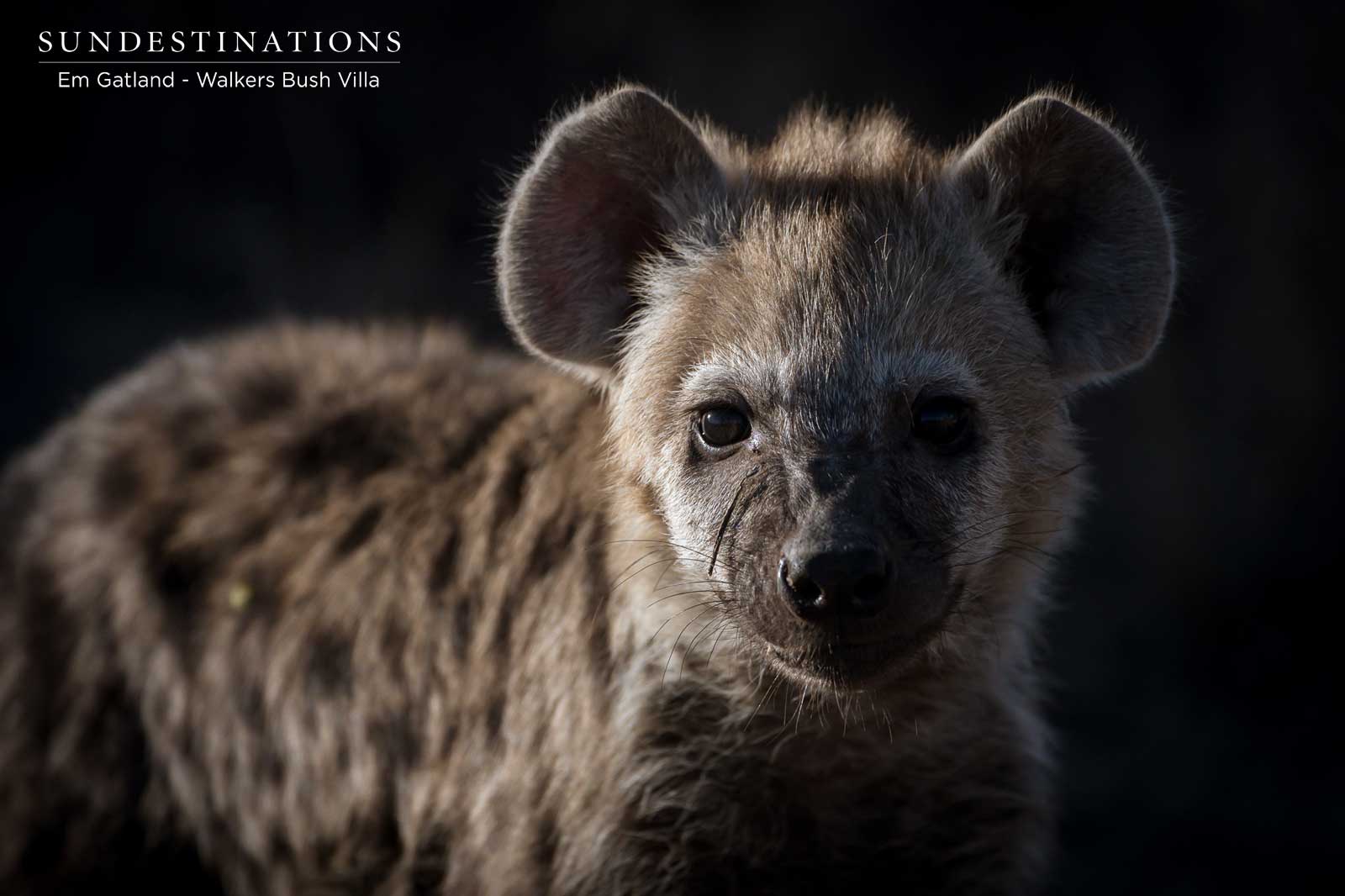 Walkers Bush Villa Hyena Walkers Bush Villa Hyena