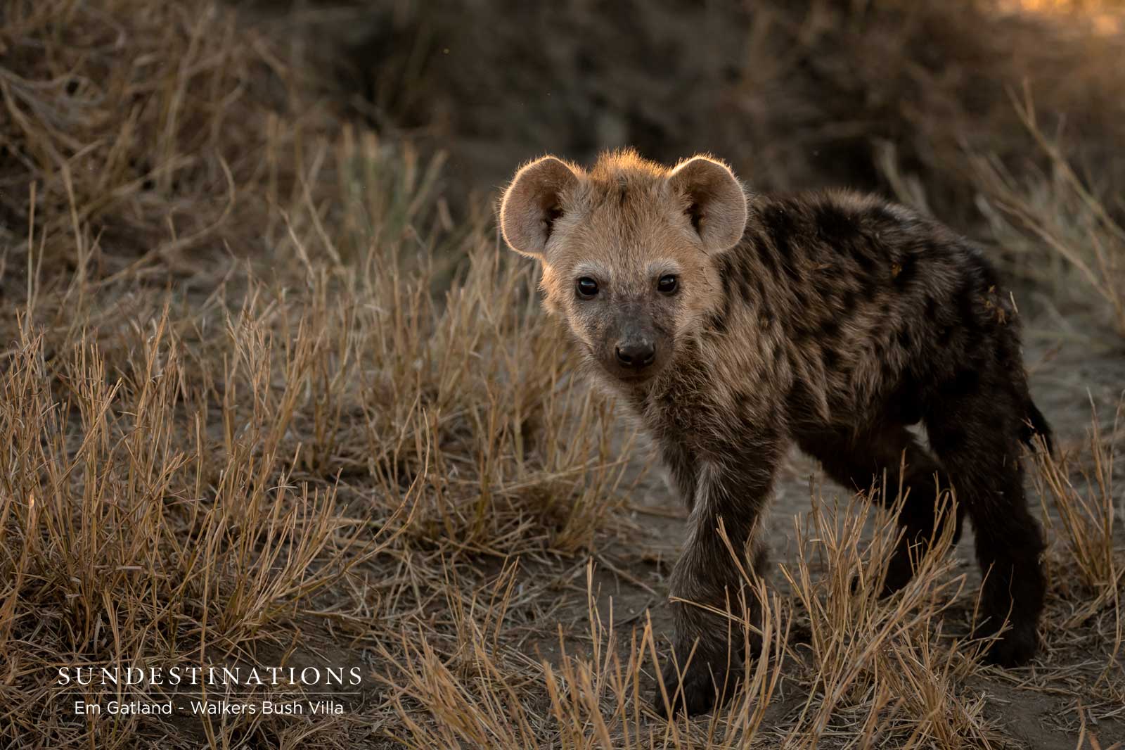 Young Hyena Cub in the Wild Young Hyena Cub in the Wild