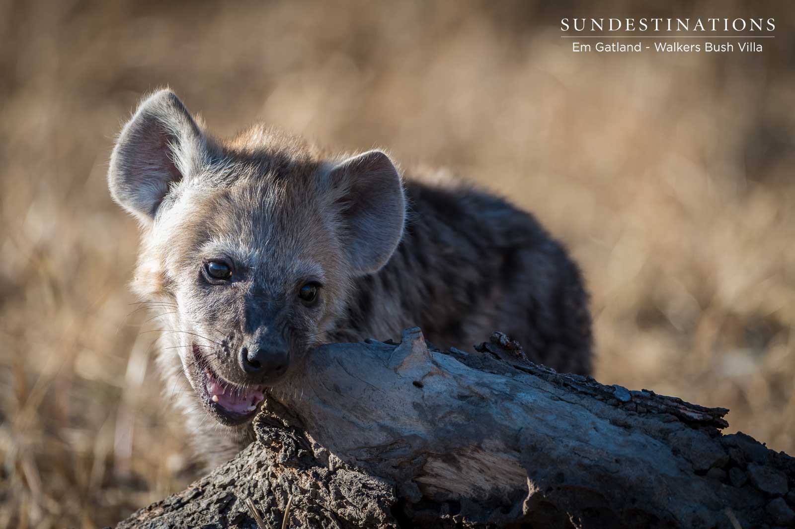 Walkers Bush Villa Hyena Cub Walkers Bush Villa Hyena Cub