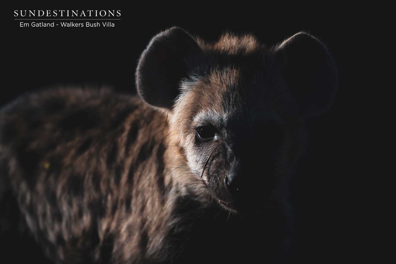 Clans of Hyena in the Timbavati Clans of Hyena in the Timbavati