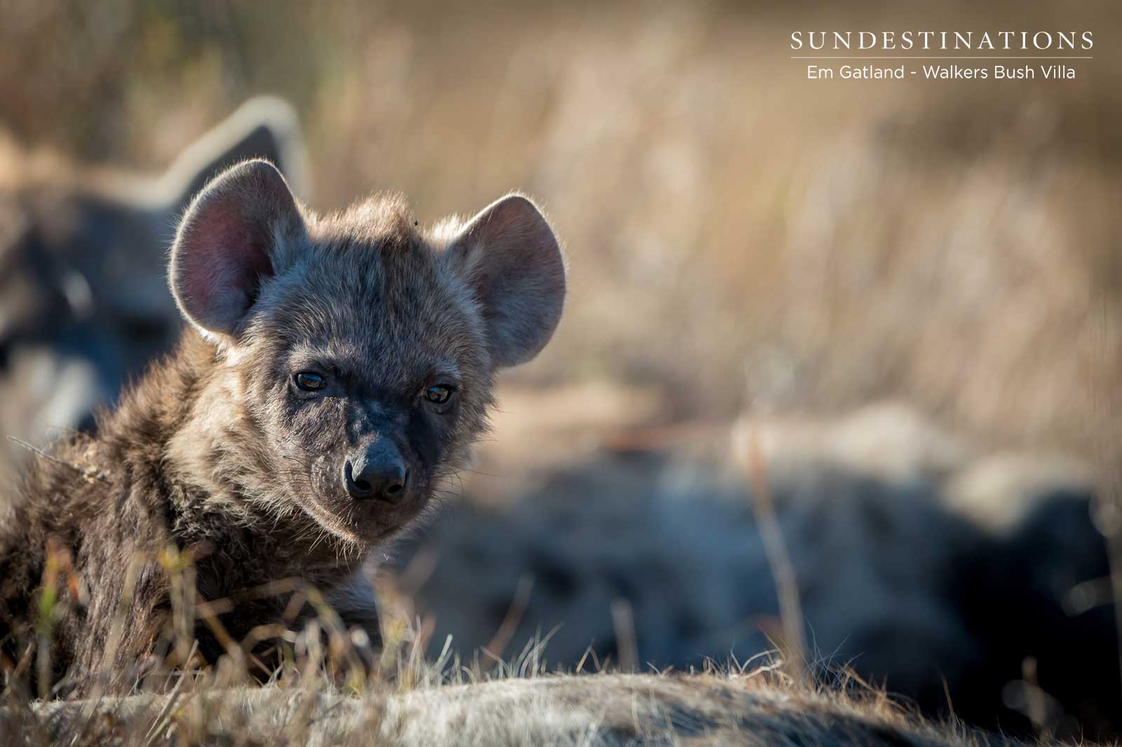 Game Drives with Hyena Game Drives with Hyena