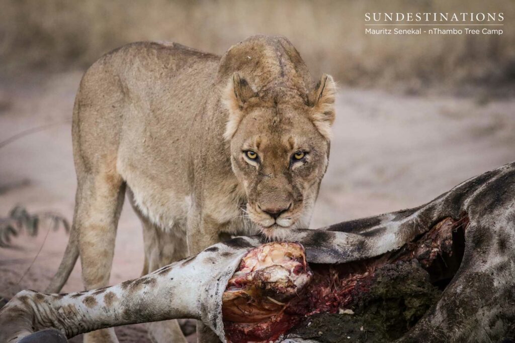 Older Lioness with Giraffe Kill