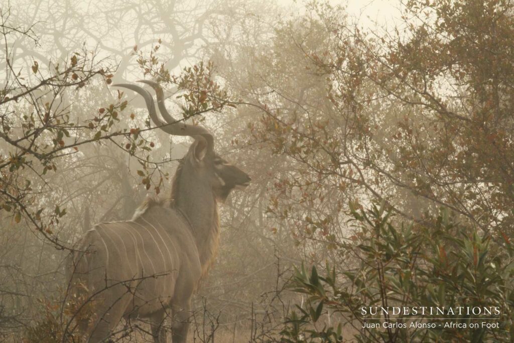 Africa on Foot Kudu